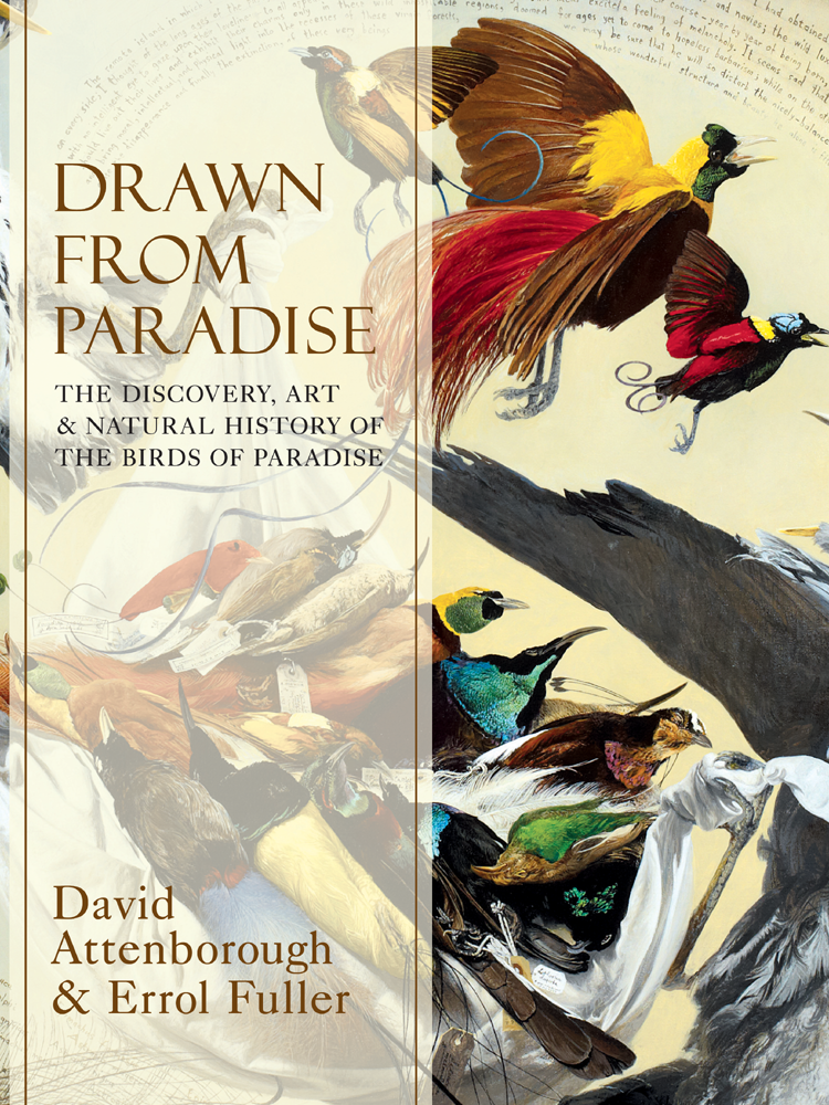 Errol Fuller Drawn From Paradise: The Discovery, Art and Natural History of the Birds of Paradise the book of the bird birds in art