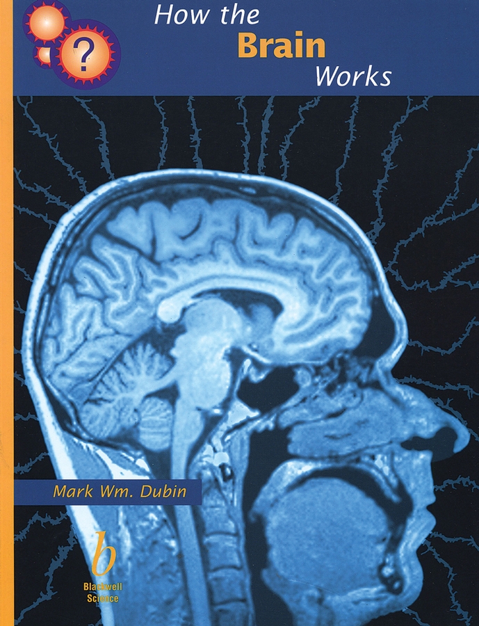 How The Brain Works