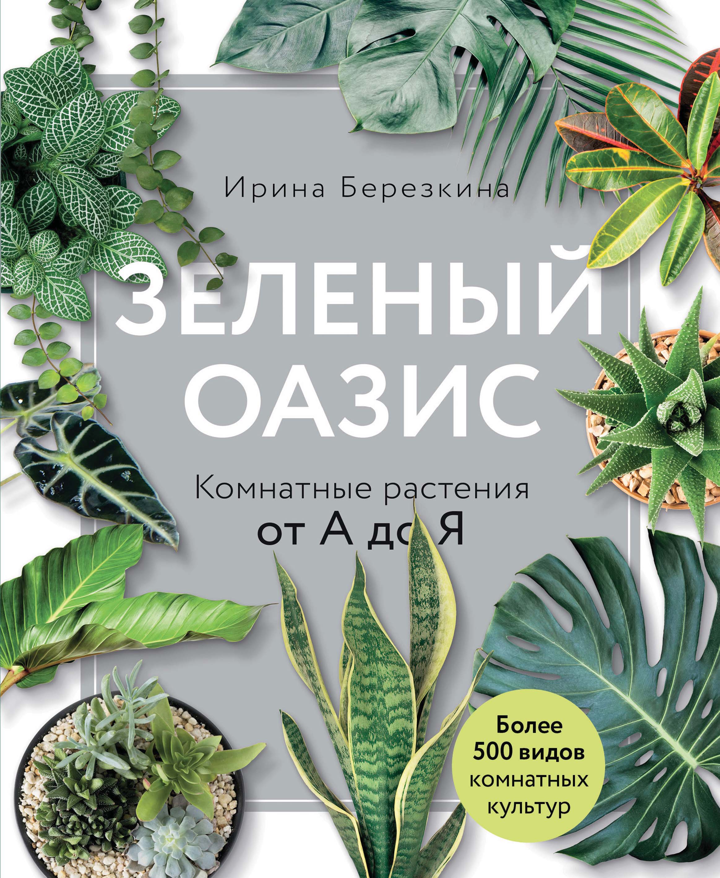 Зеленый оазис. Комнатные растения от А до Я, Ирина Березкина – скачать pdf  на ЛитРес