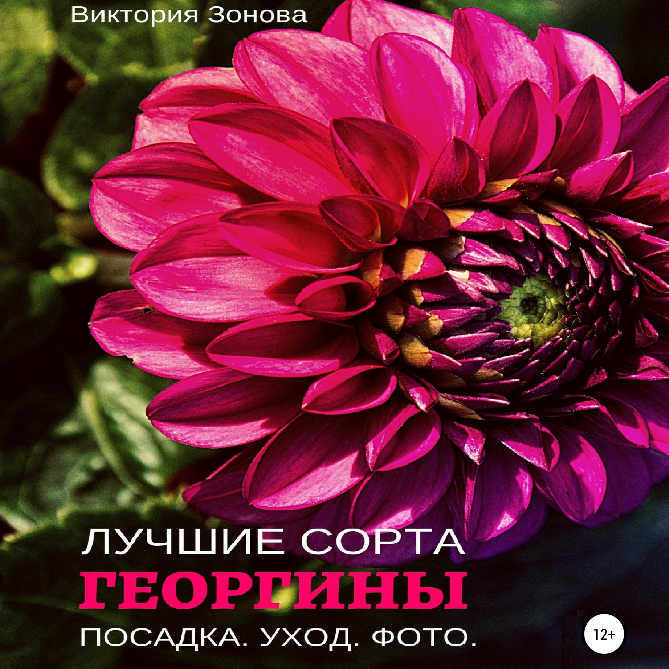 Георгины слушать. Dahlia Star's favourite.