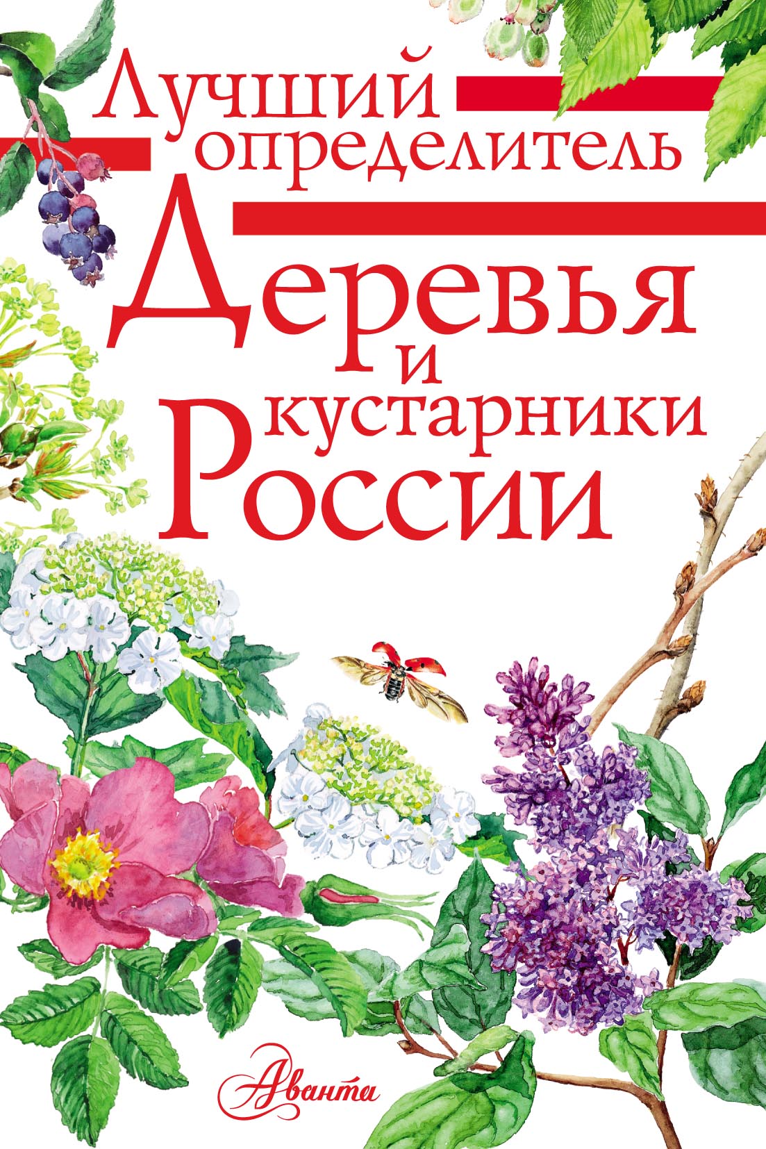 Деревья и кустарники России. Определитель, Ирина Пескова – скачать pdf на  ЛитРес