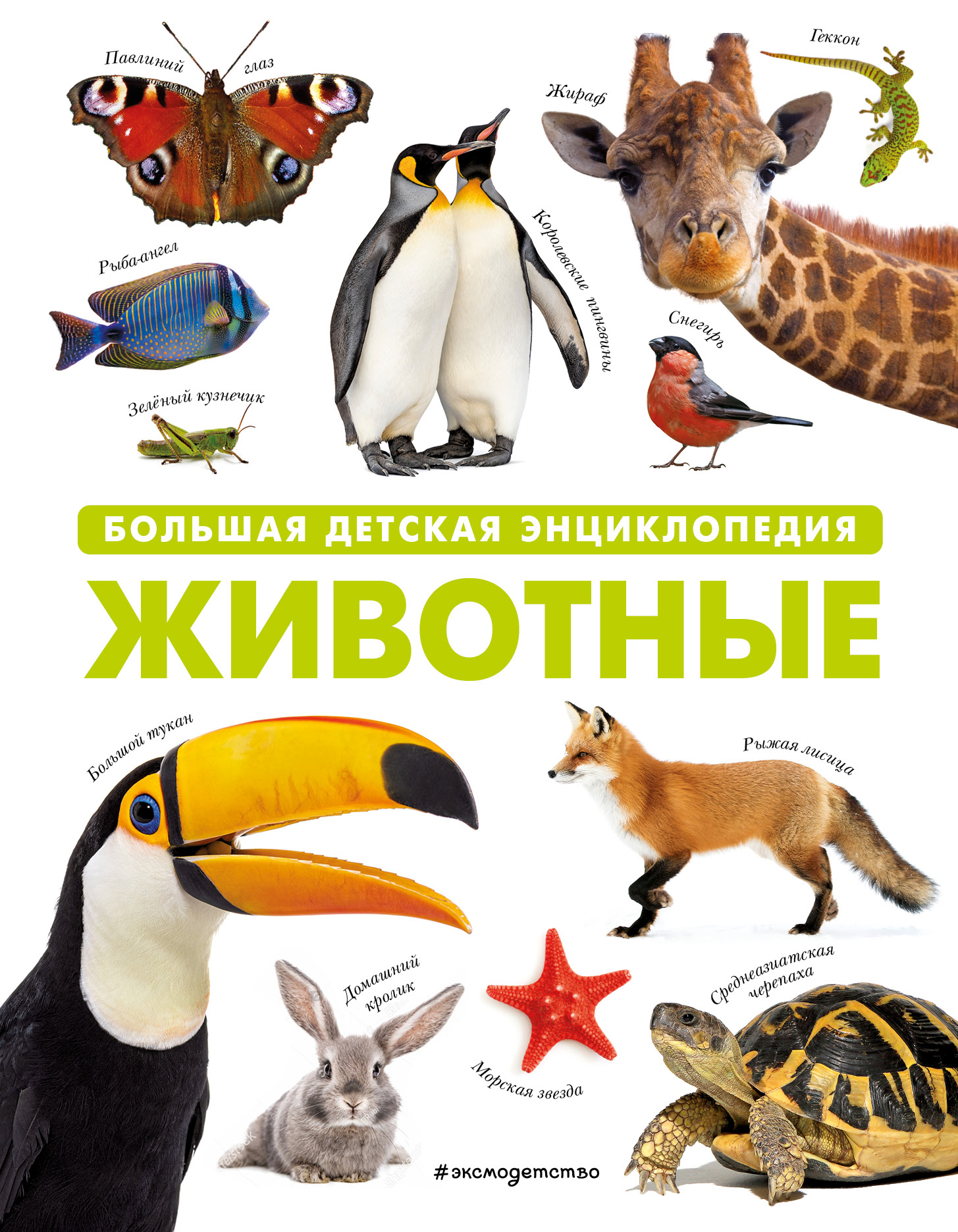 Питомец заболел: какие инфекции бывают у домашних животных