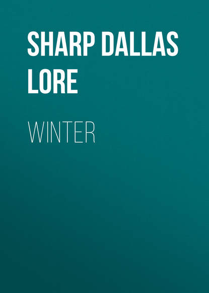 Sharp Dallas Lore — Winter