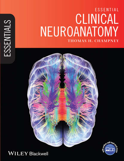 Essential Clinical Neuroanatomy (Thomas Champney H.). 
