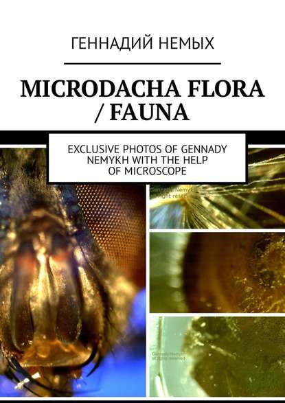 Microdacha flora / fauna. Exclusive photos ofGennady Nemykh with the help ofmicroscope