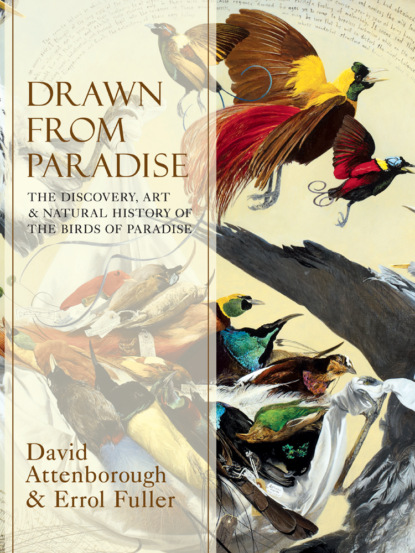 Errol  Fuller - Drawn From Paradise: The Discovery, Art and Natural History of the Birds of Paradise