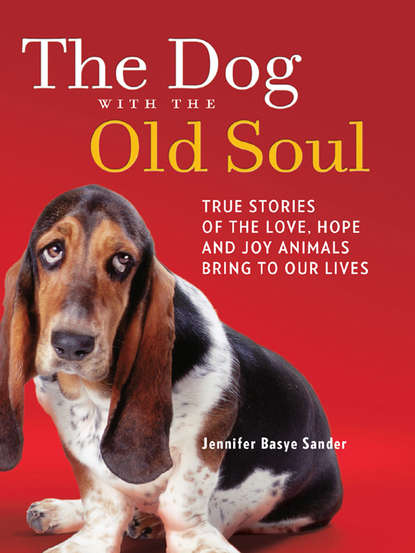 Jennifer Sander Basye - The Dog with the Old Soul