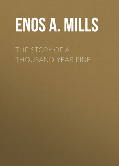 Enos A. Mills - The Story of a Thousand-Year Pine