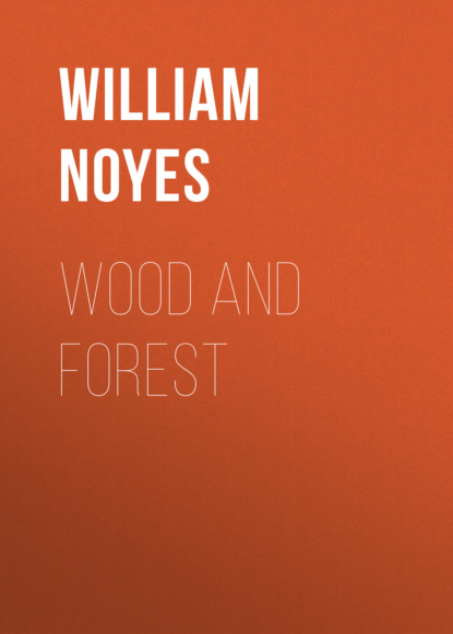 

Wood and Forest