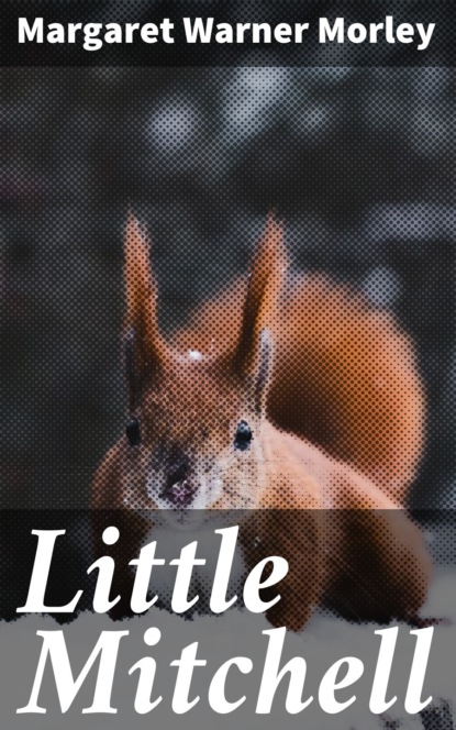 

Little Mitchell