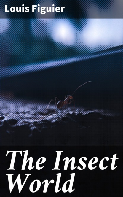 

The Insect World