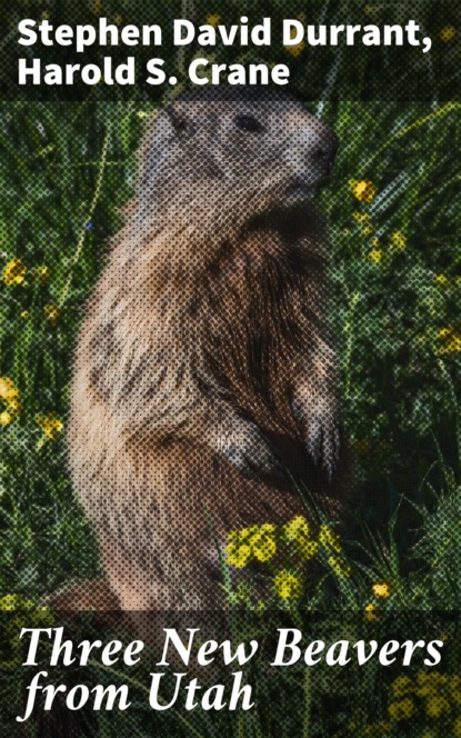 

Three New Beavers from Utah