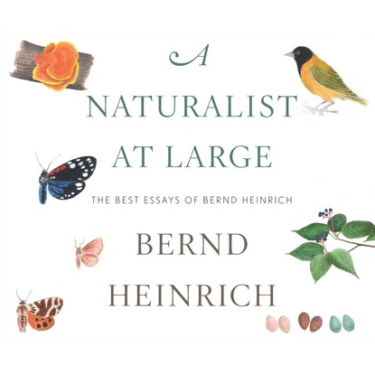 Bernd  Heinrich - A Naturalist at Large - The Best Essays of Bernd Heinrich (Unabridged)