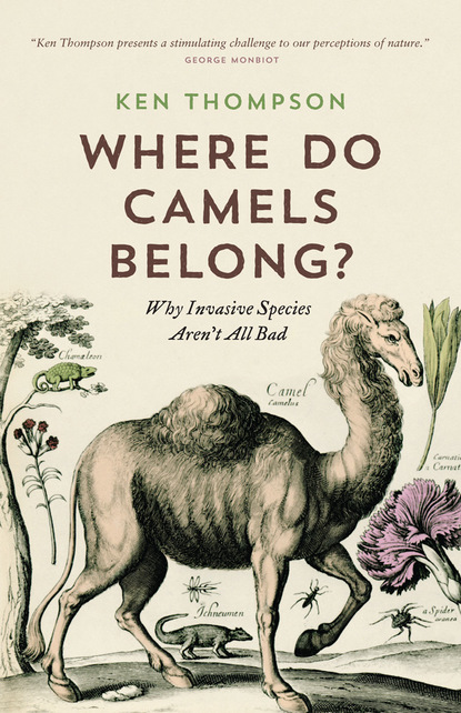 

Where Do Camels Belong