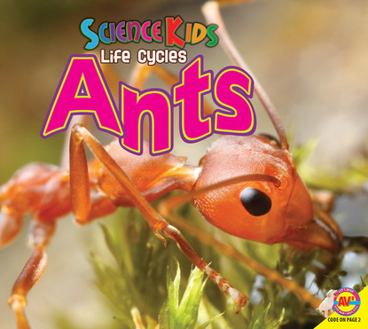 

Ants