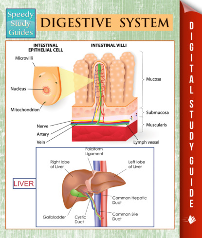 

Digestive System (Speedy Study Guides)