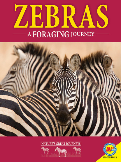 

Zebras: A Foraging Journey