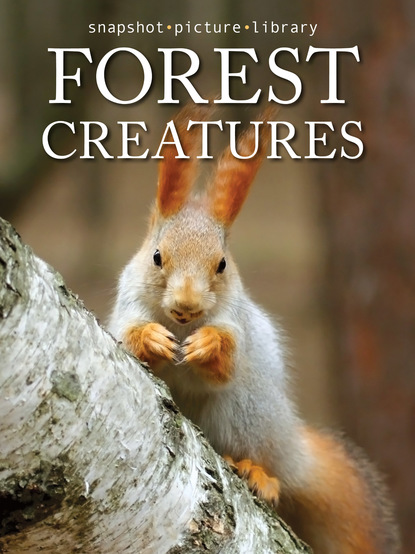 

Forest Creatures
