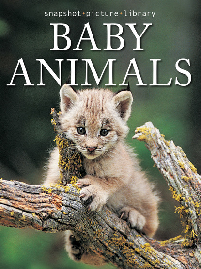 

Baby Animals