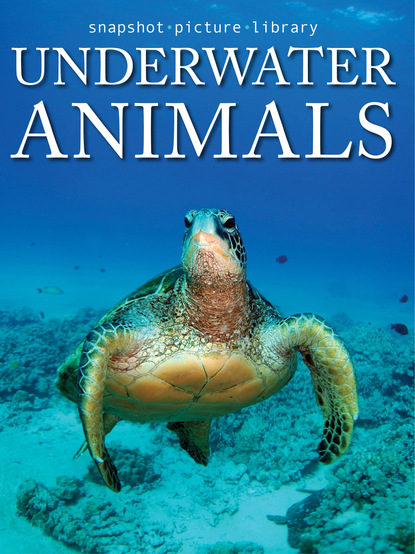 

Underwater Animals