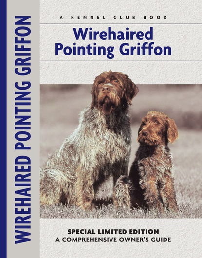

Wirehaired Pointing Griffon