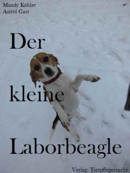 Der kleine Laborbeagle (Mandy Köhler). 