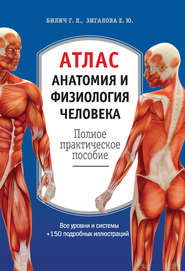 Атлас: анатомия и физиология человека. Полное практическое пособие